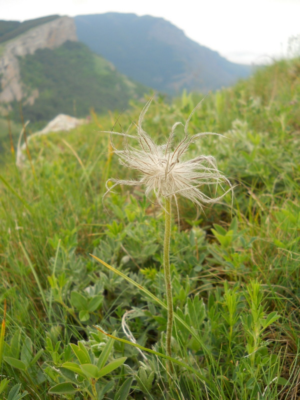 Image of Pulsatilla taurica specimen.