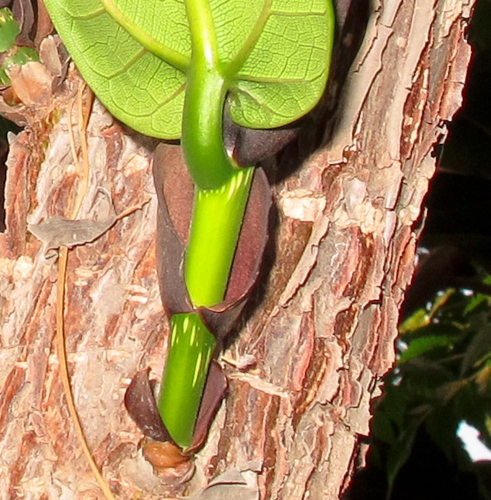 Изображение особи Ficus lyrata.