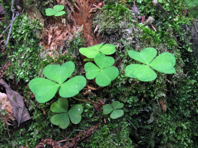 Изображение особи Oxalis acetosella.