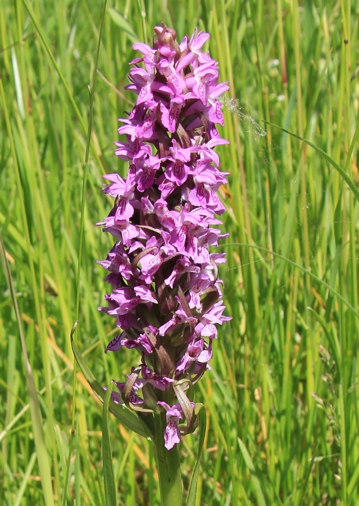 Image of Dactylorhiza incarnata specimen.