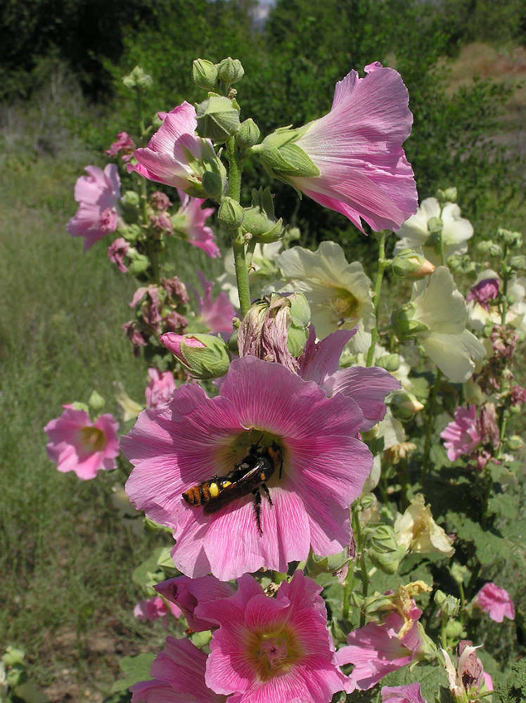 Image of Alcea rosea specimen.