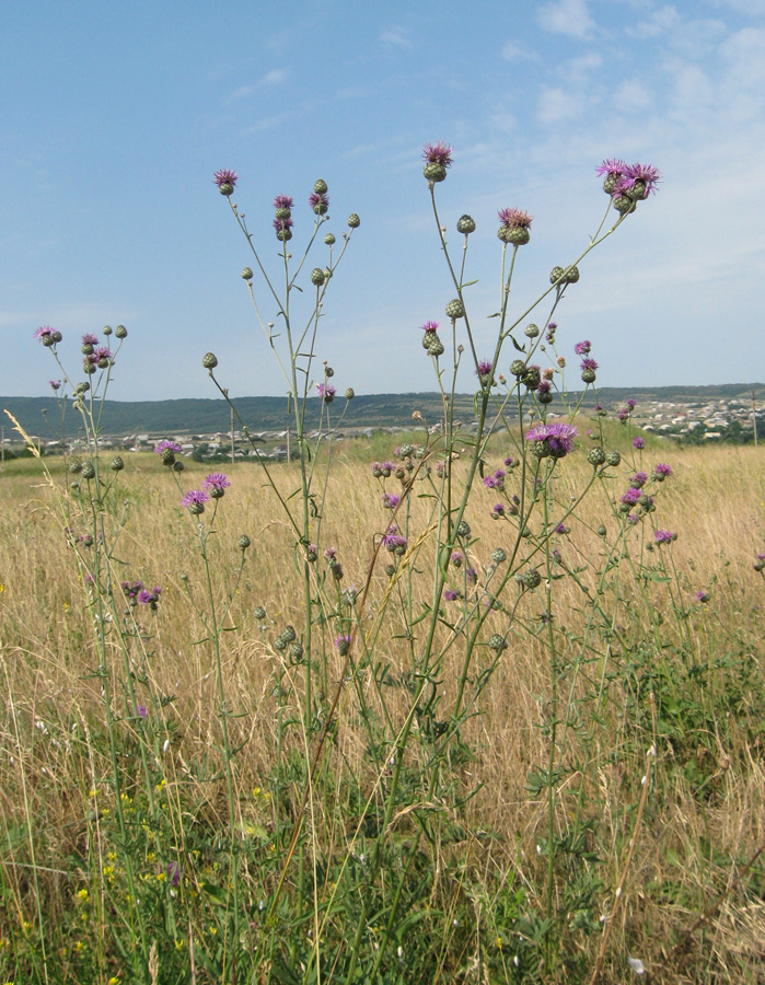 Изображение особи Centaurea apiculata.