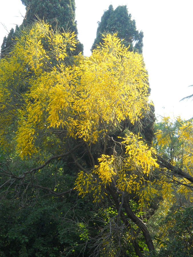 Image of Genista aetnensis specimen.