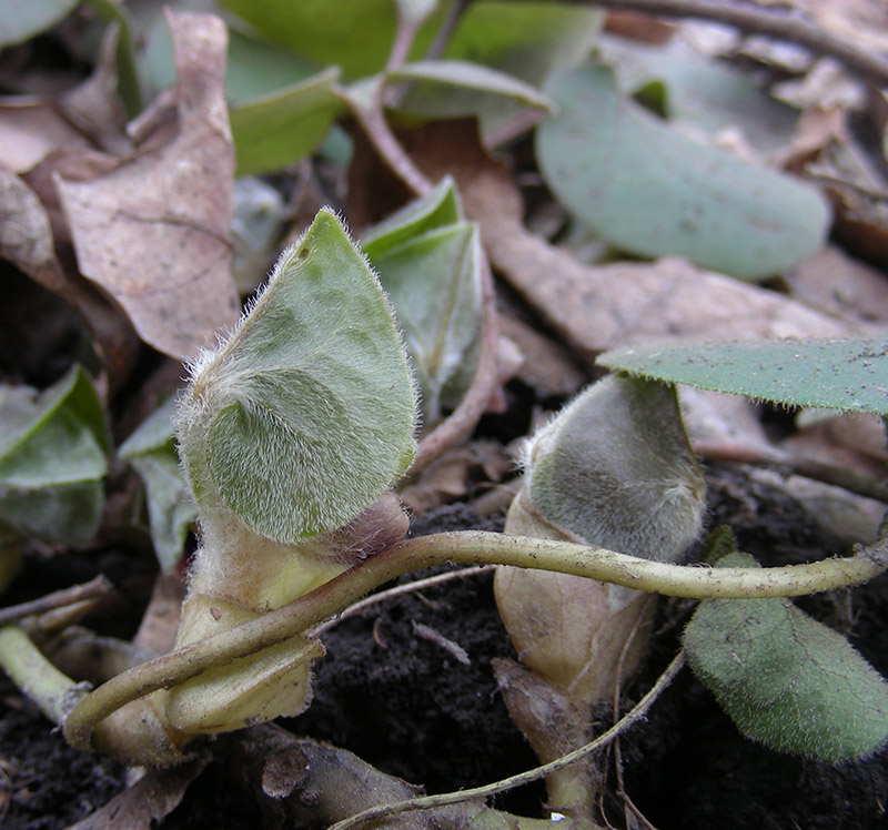 Image of Asarum europaeum specimen.