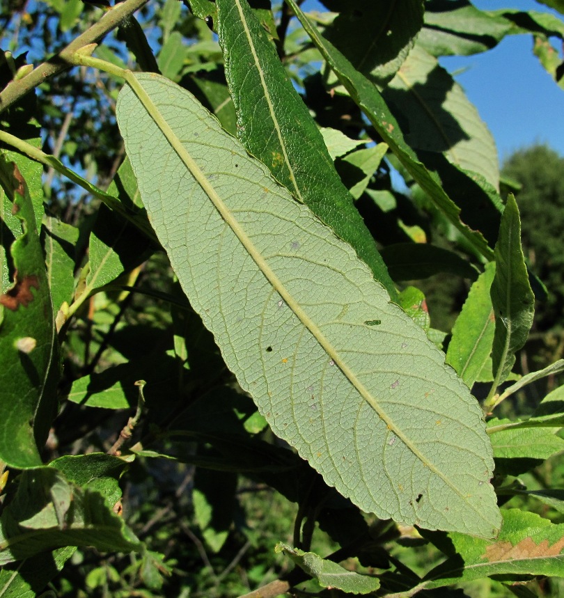 Image of Salix cinerea specimen.