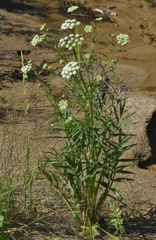 Image of Sium suave specimen.