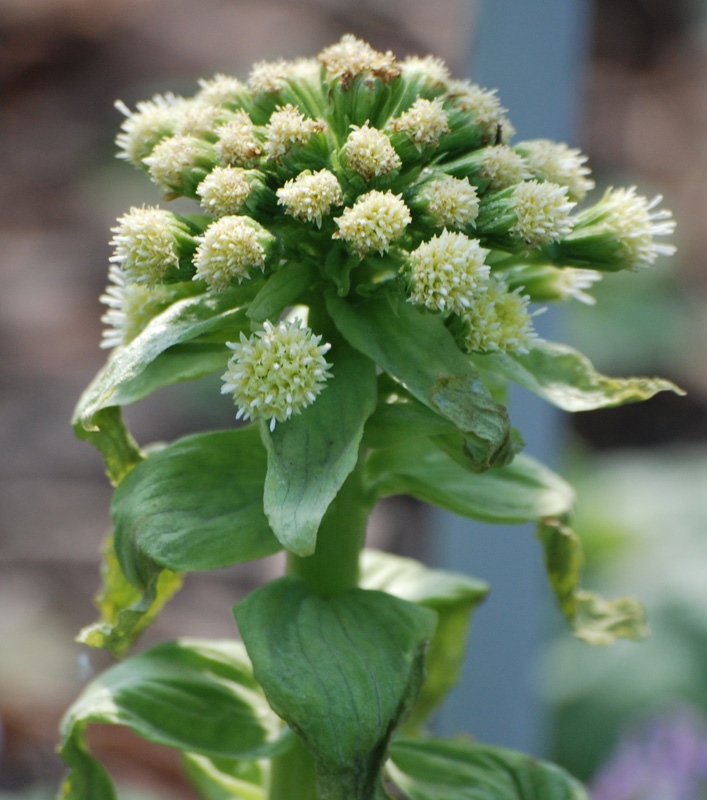 Image of Petasites amplus specimen.