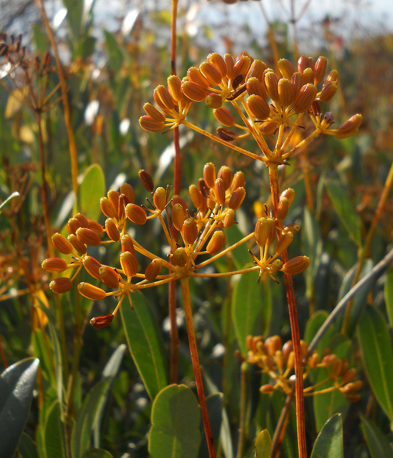 Image of Bupleurum fruticosum specimen.