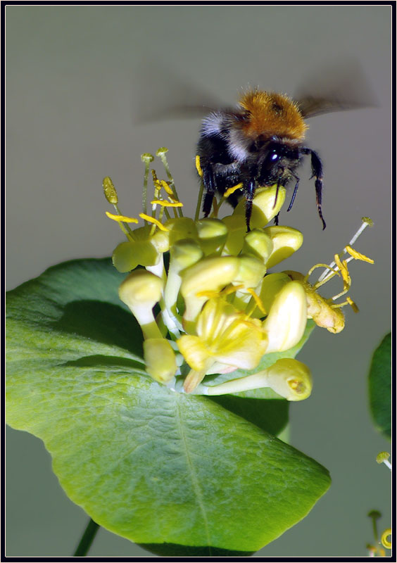 Image of Lonicera caprifolium specimen.