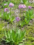 Primula auriculata