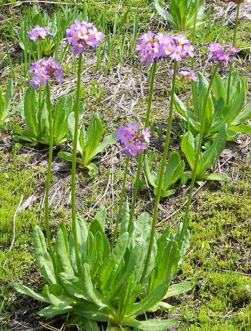 Image of Primula auriculata specimen.