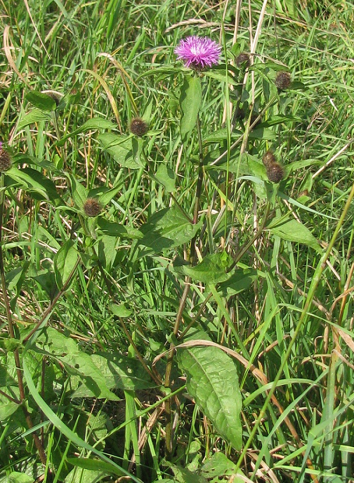 Image of Centaurea carpatica specimen.