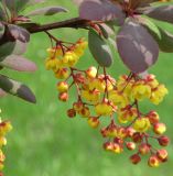 Berberis vulgaris форма atropurpurea. Побег с соцветиями. Украина, г. Кривой Рог, Ботанический сад НАН Украины. 10.05.2009.