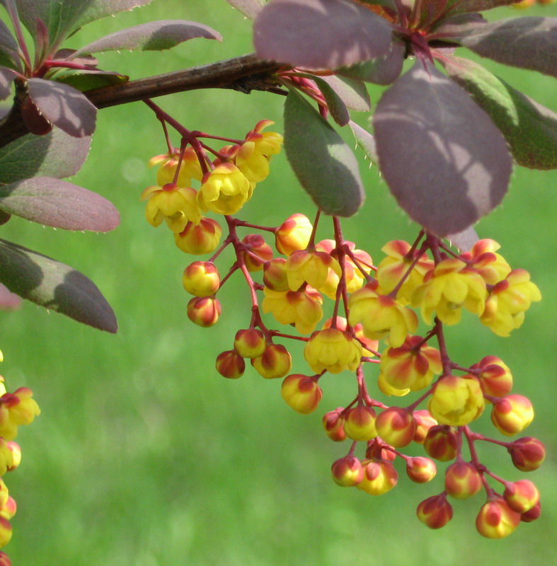 Image of Berberis vulgaris f. atropurpurea specimen.