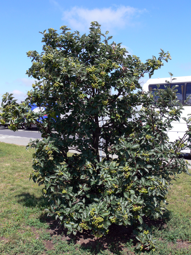 Image of genus Sorbus specimen.