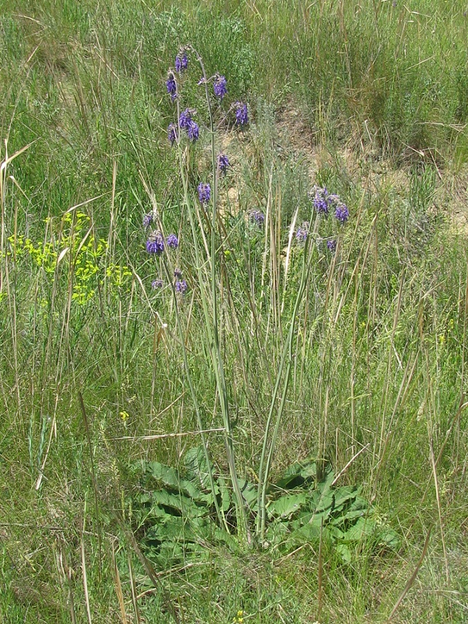 Image of Salvia nutans specimen.