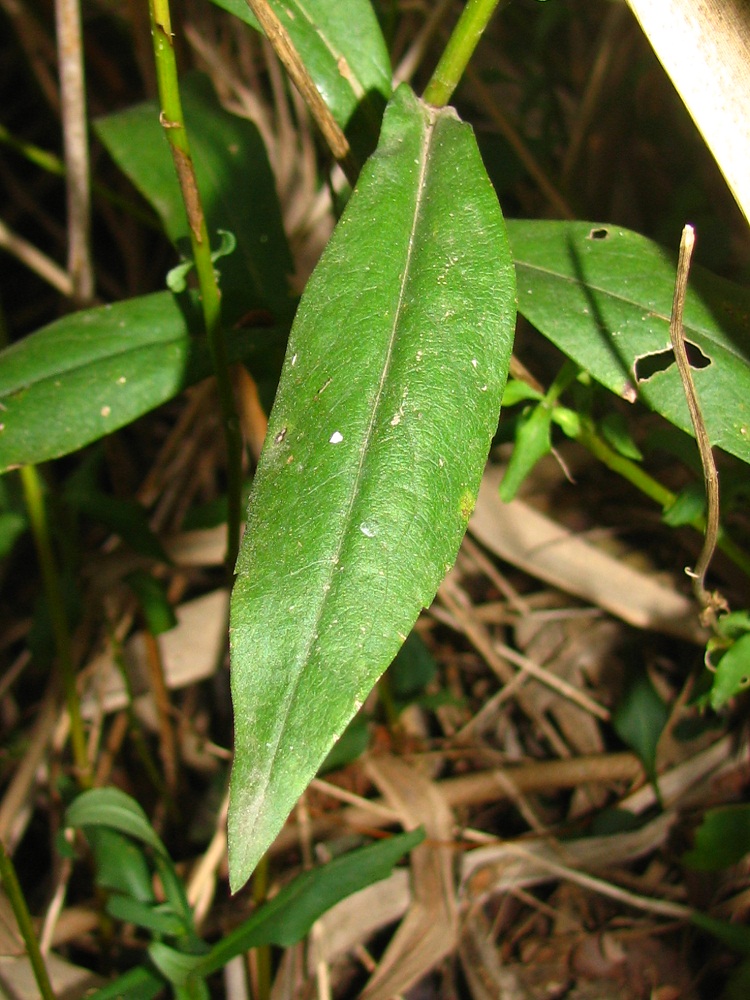 Image of genus Symphyotrichum specimen.