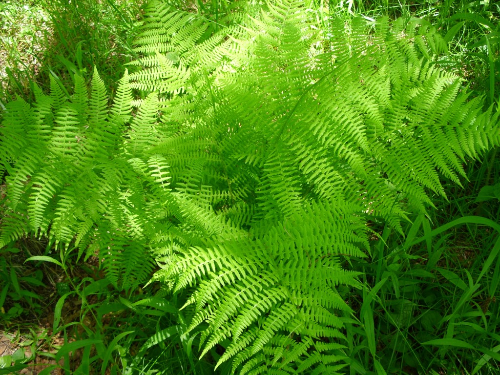 Image of Athyrium monomachii specimen.