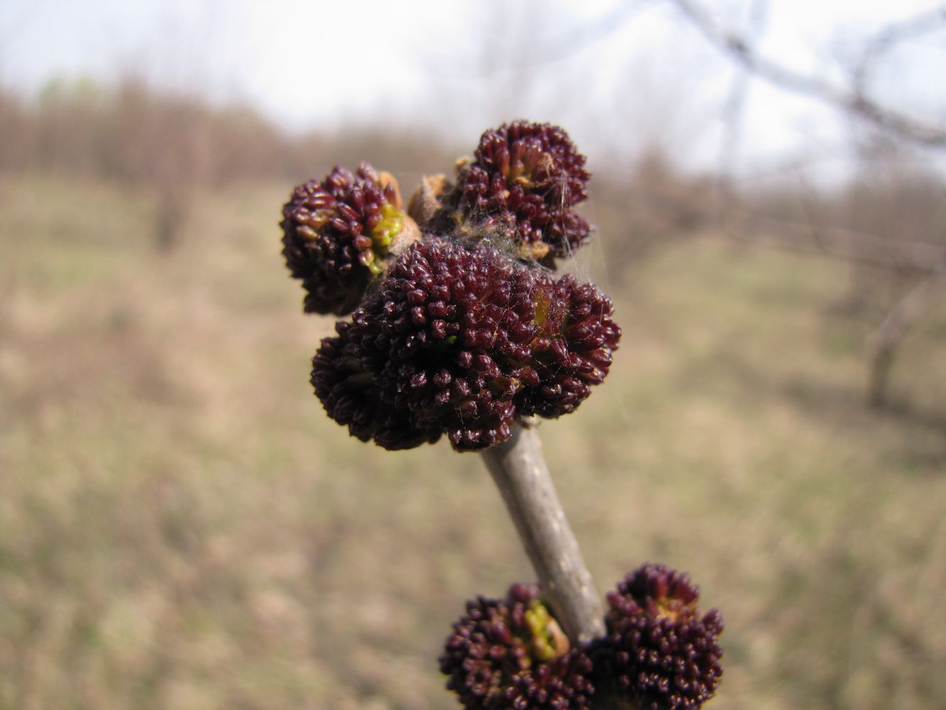 Image of Fraxinus pennsylvanica specimen.