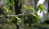 Rosa chinensis. Верхушка веточки с развивающимися побегами. Германия, г. Krefeld, Ботанический сад. 20.04.2013.