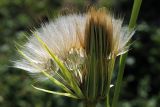 Tragopogon capitatus