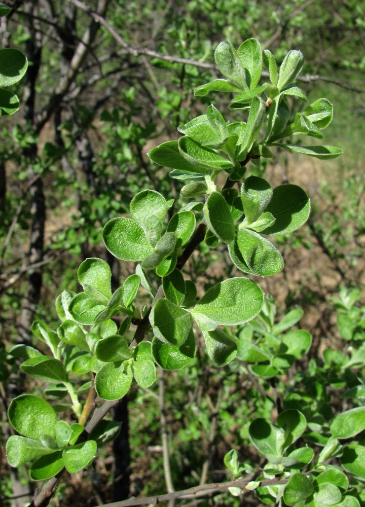 Изображение особи Salix cinerea.