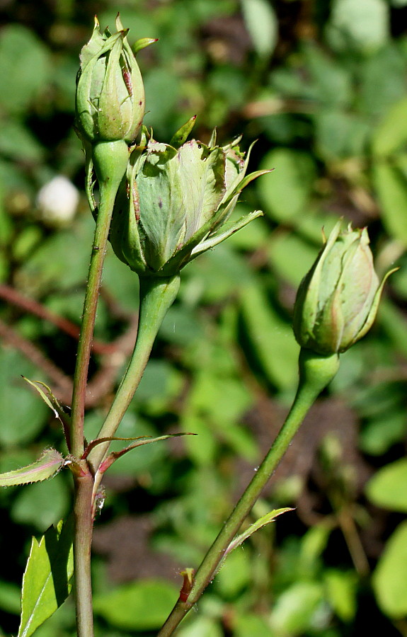 Изображение особи Rosa chinensis.