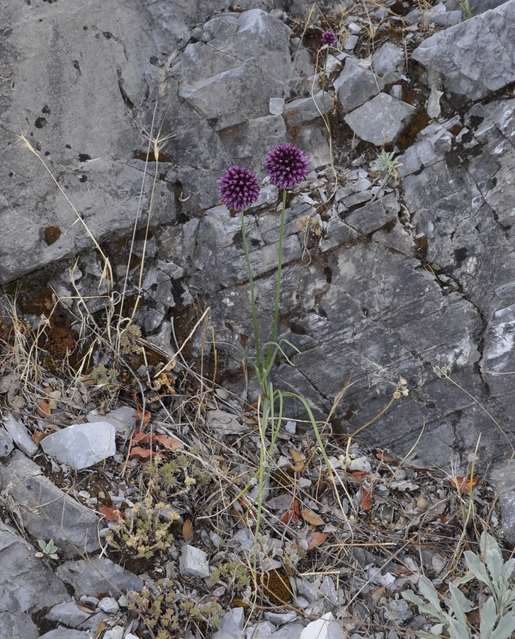 Image of Allium sphaerocephalon specimen.