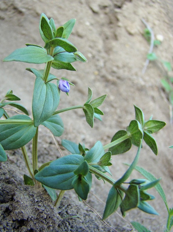 Изображение особи Anagallis foemina.