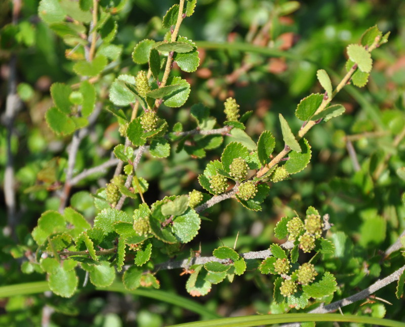 Image of Betula exilis specimen.