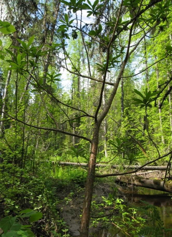 Image of Daphne mezereum specimen.