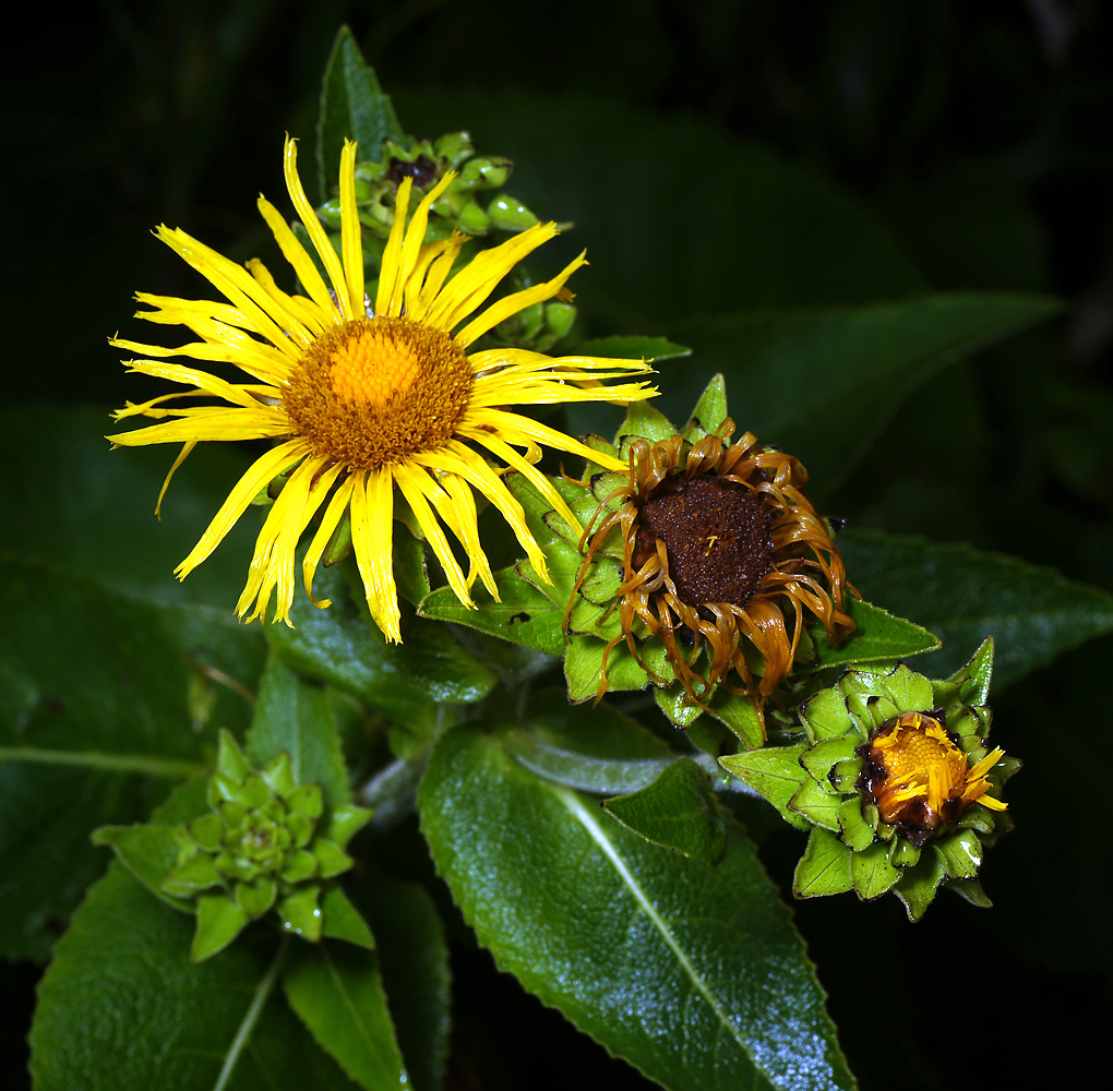 Image of Inula helenium specimen.