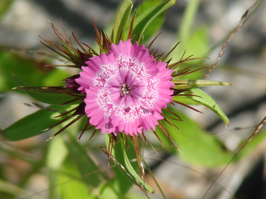 Изображение особи Dianthus barbatus.