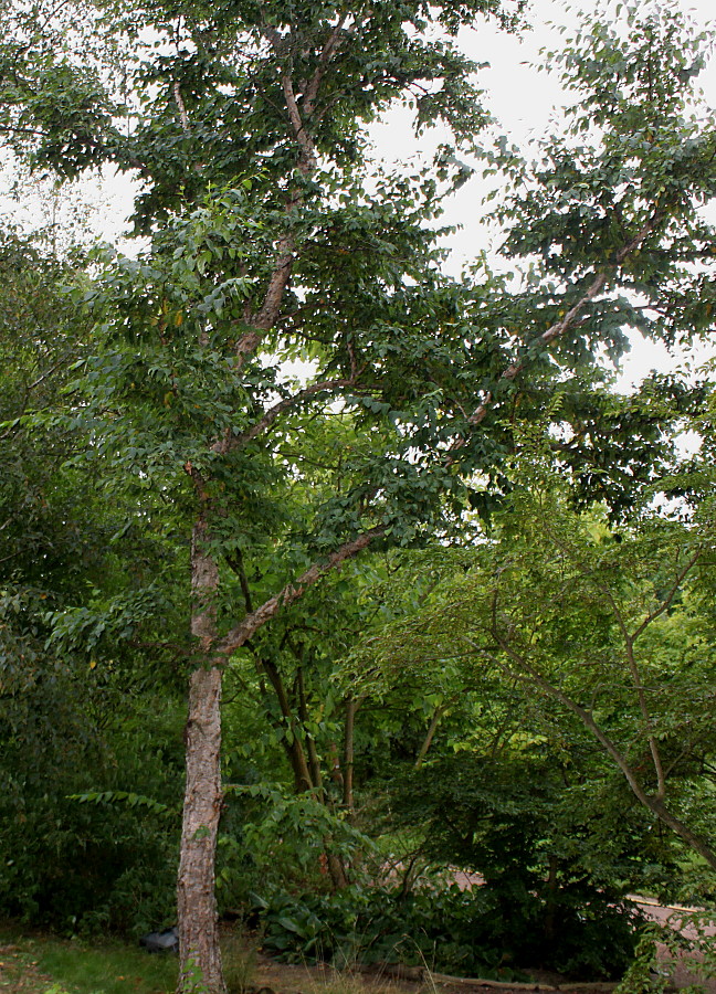 Image of Betula dauurica specimen.