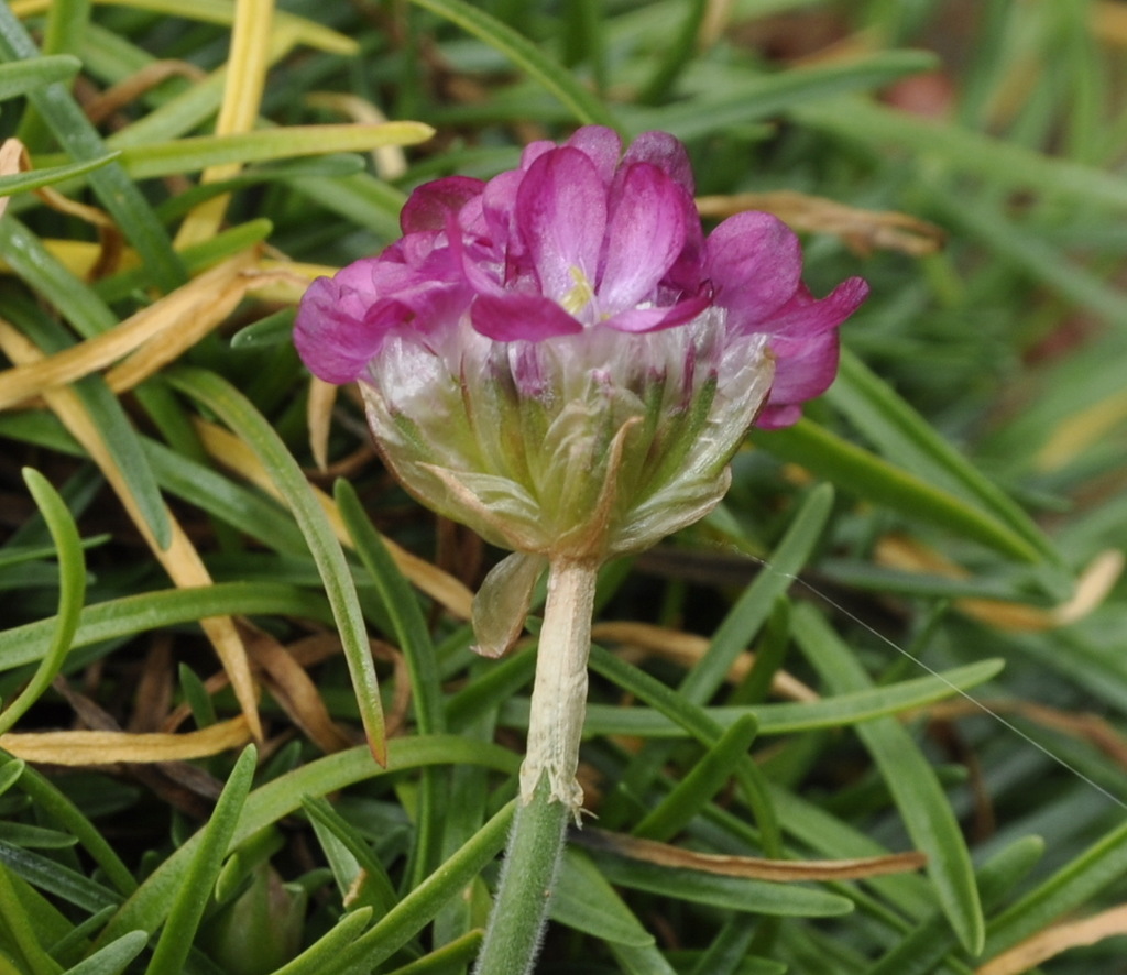 Image of genus Armeria specimen.