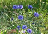 Centaurea cyanus. Верхушки цветущих растений. Иркутская обл., Иркутск, территория городского двора. 09.08.2010.