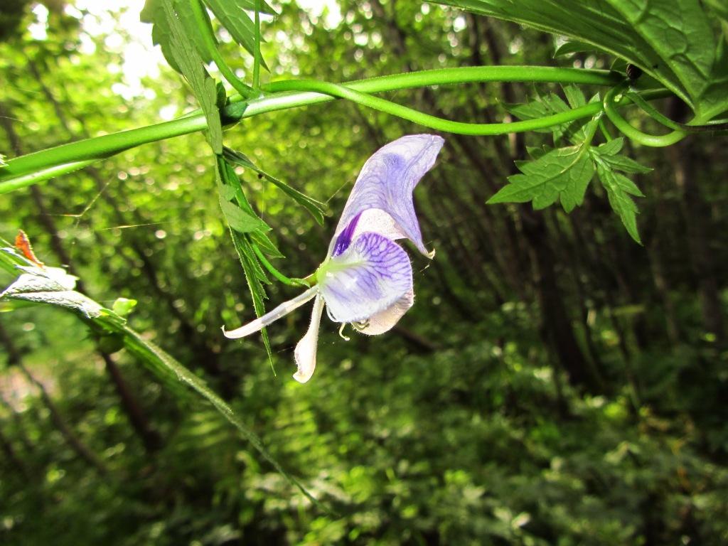 Изображение особи Aconitum sczukinii.