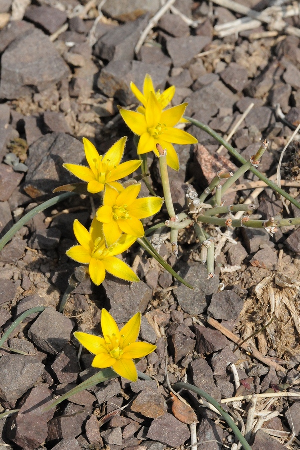 Image of Gagea setifolia specimen.