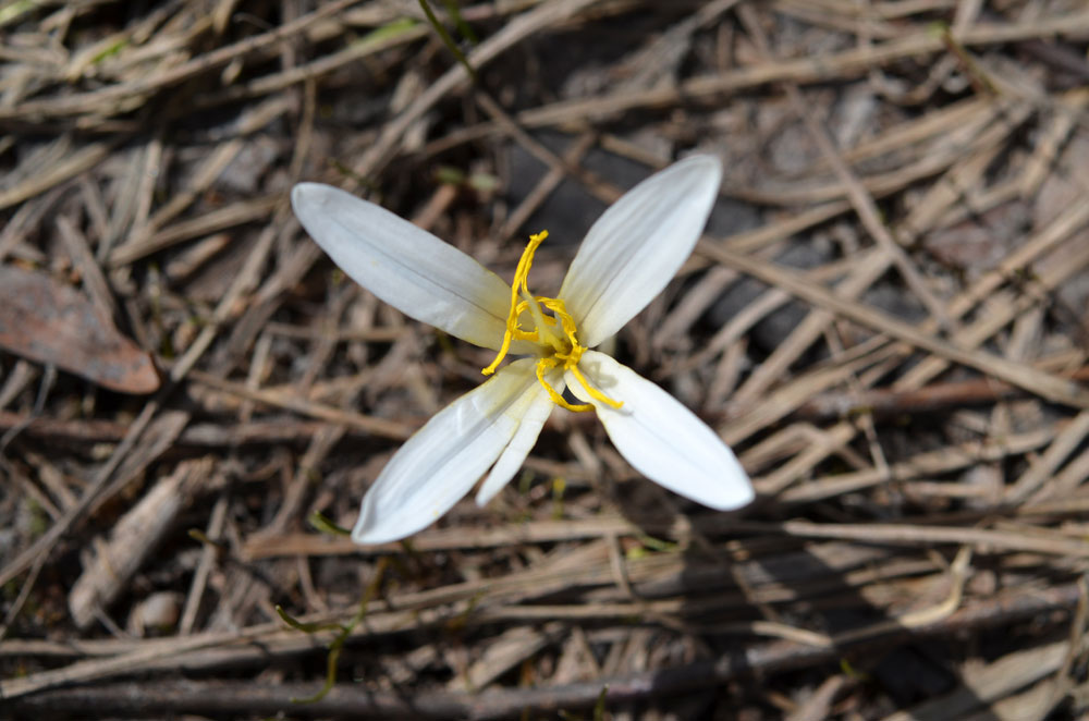 Изображение особи Colchicum kesselringii.