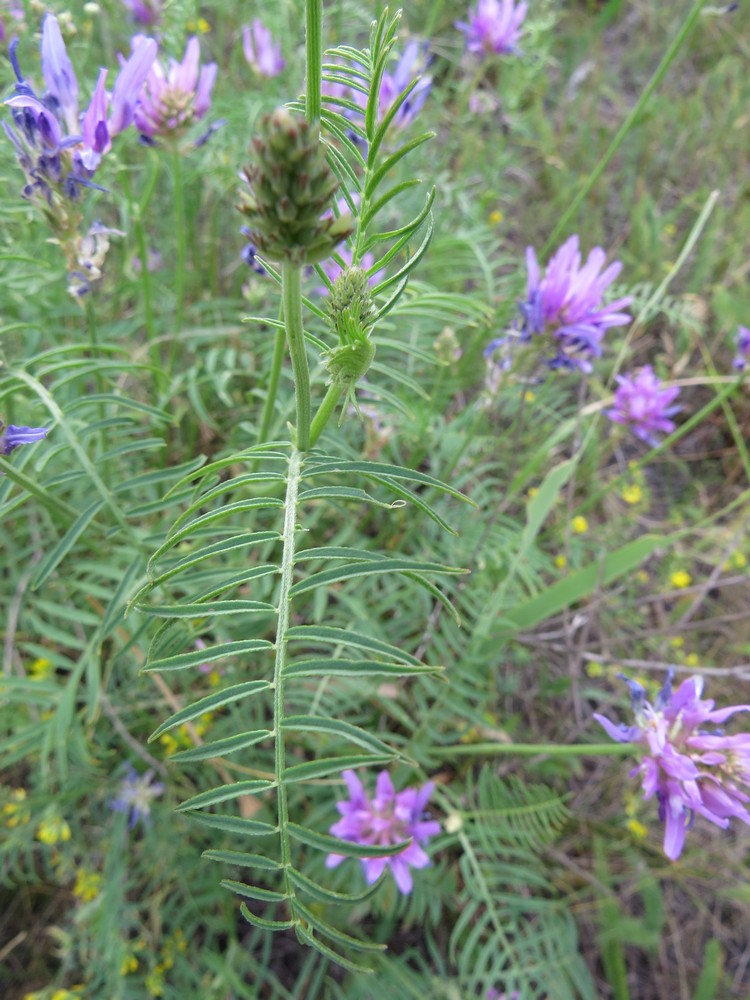 Image of Astragalus onobrychis specimen.