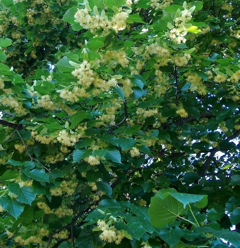 Image of genus Tilia specimen.