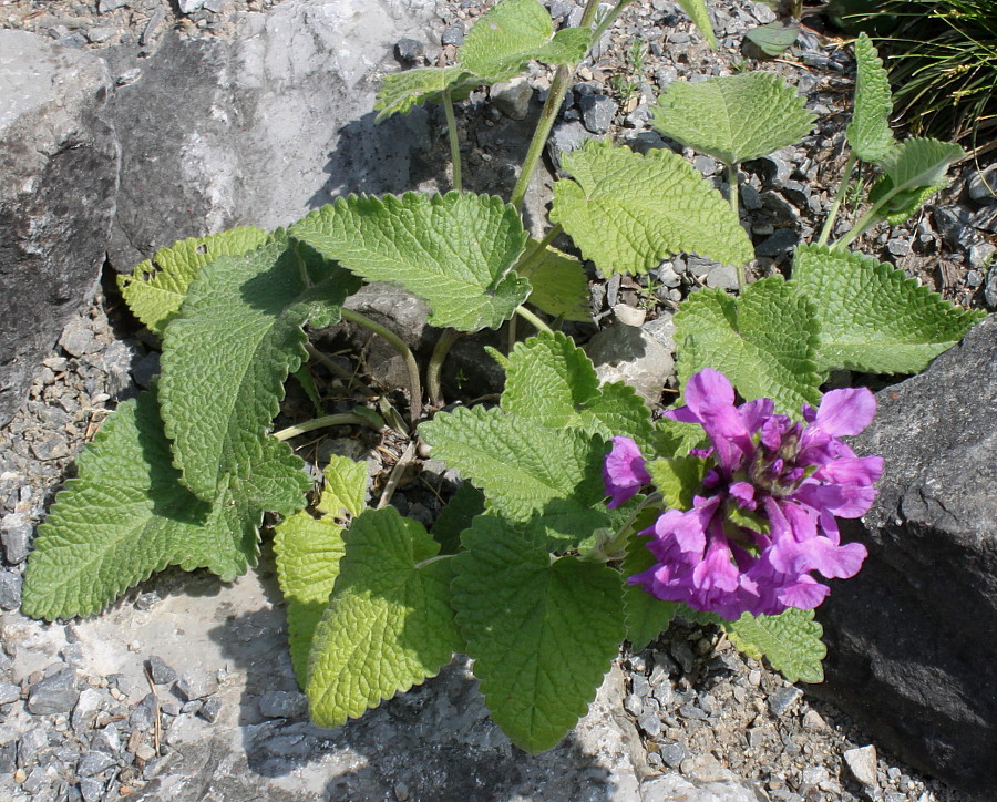 Image of Betonica macrantha specimen.