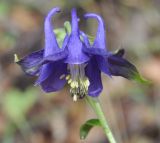 Aquilegia vulgaris