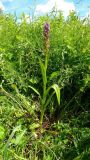 Dactylorhiza incarnata. Цветущее растение. Чувашия, окр. г. Шумерля, старая узкоколейка. 20.06.2014.