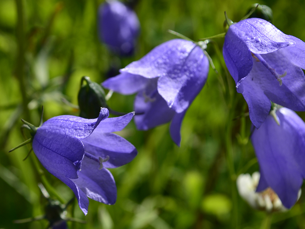 Изображение особи Campanula rotundifolia.