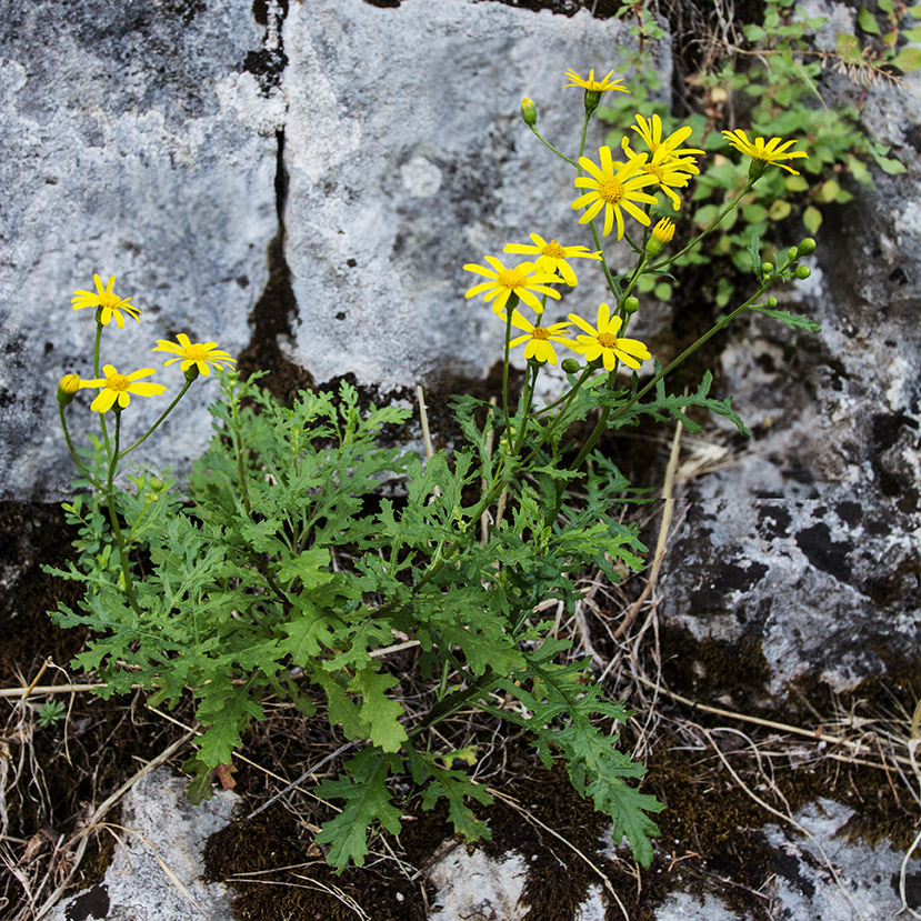 Изображение особи Senecio vernalis.