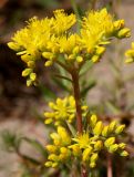 Sedum reflexum. Соцветия. Германия, г. Дюссельдорф, Ботанический сад университета. 03.07.2014.