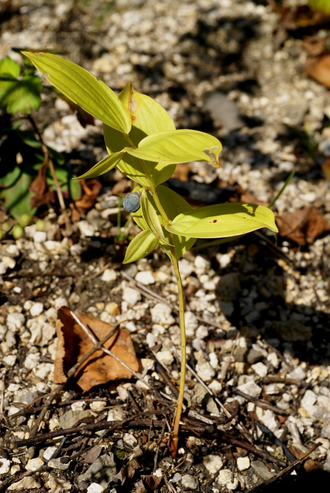 Изображение особи Polygonatum desoulavyi.