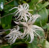 Clematis integrifolia