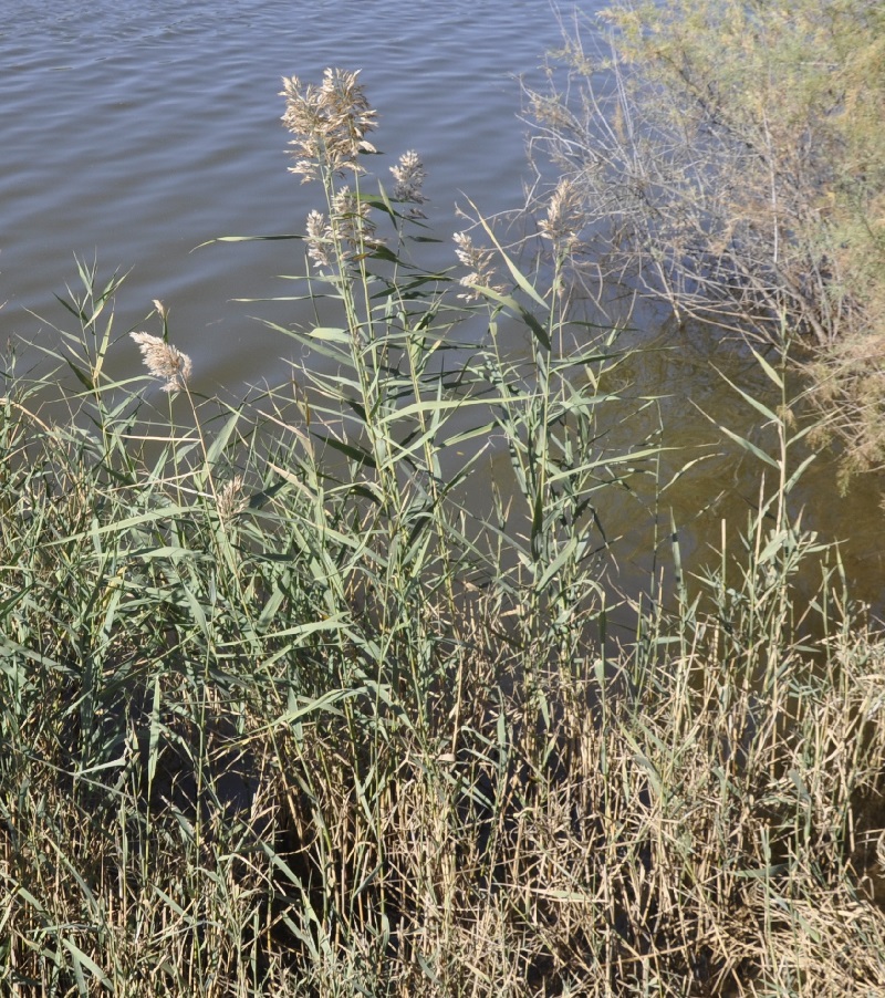 Image of Phragmites australis specimen.